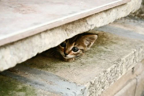 scaredy cat